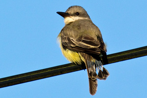 Tropical Kingbird
